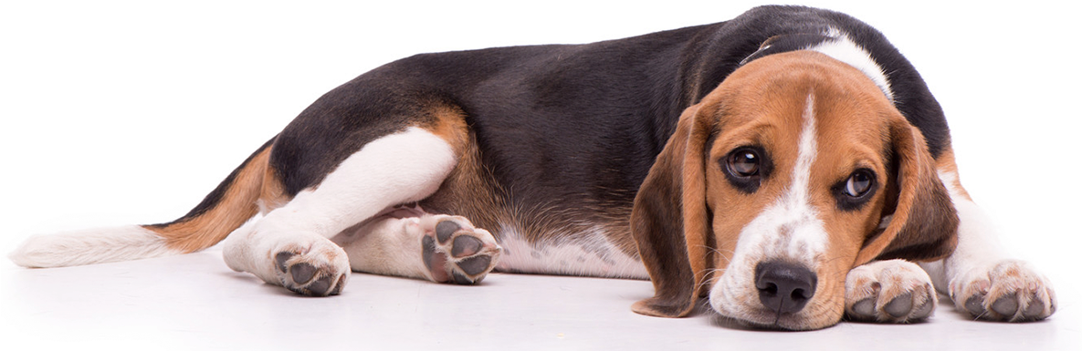 A Dog Lying Down On A Black Surface