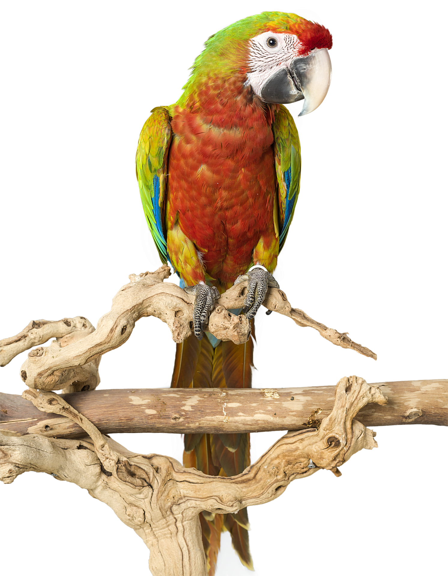 Transparent Bird Cage Png - Bird Stand Png, Png Download