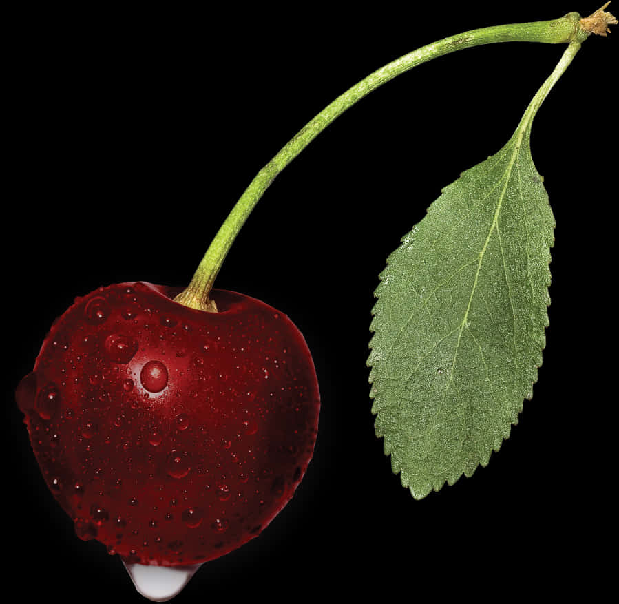 Moist Cherry