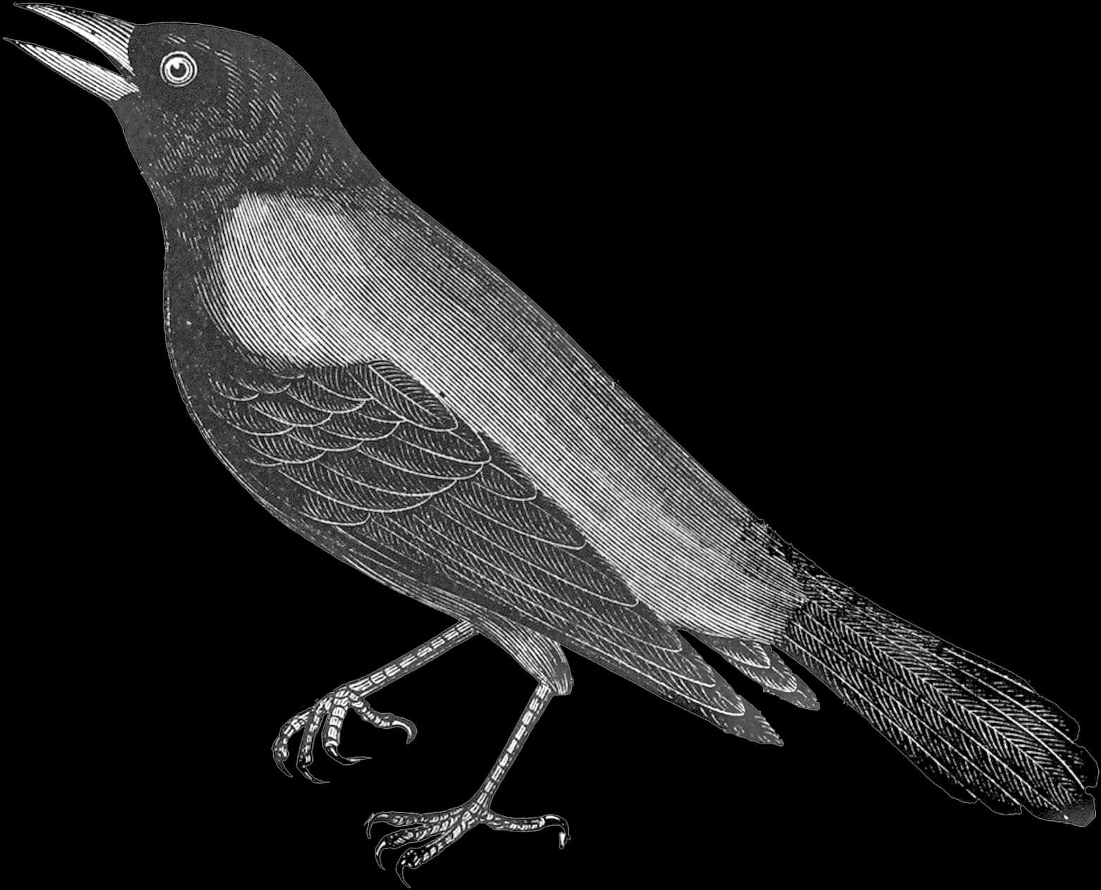 Transparent Black Crow Png - Crow Clipart Black And White, Png Download