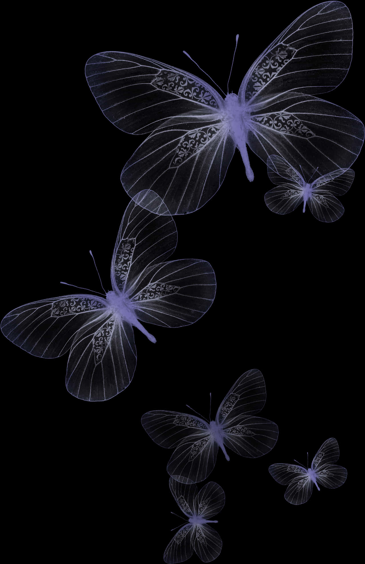 A Group Of Butterflies With White Wings