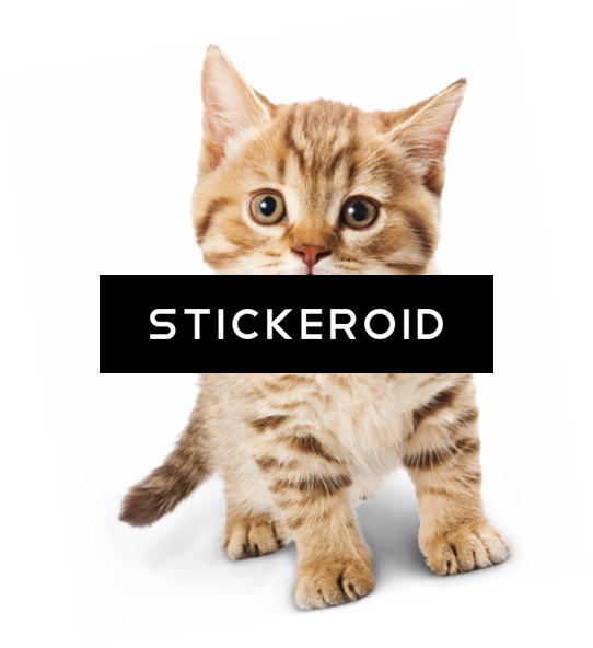 Transparent Cats Png - Cute Kitten Png Transparent, Png Download