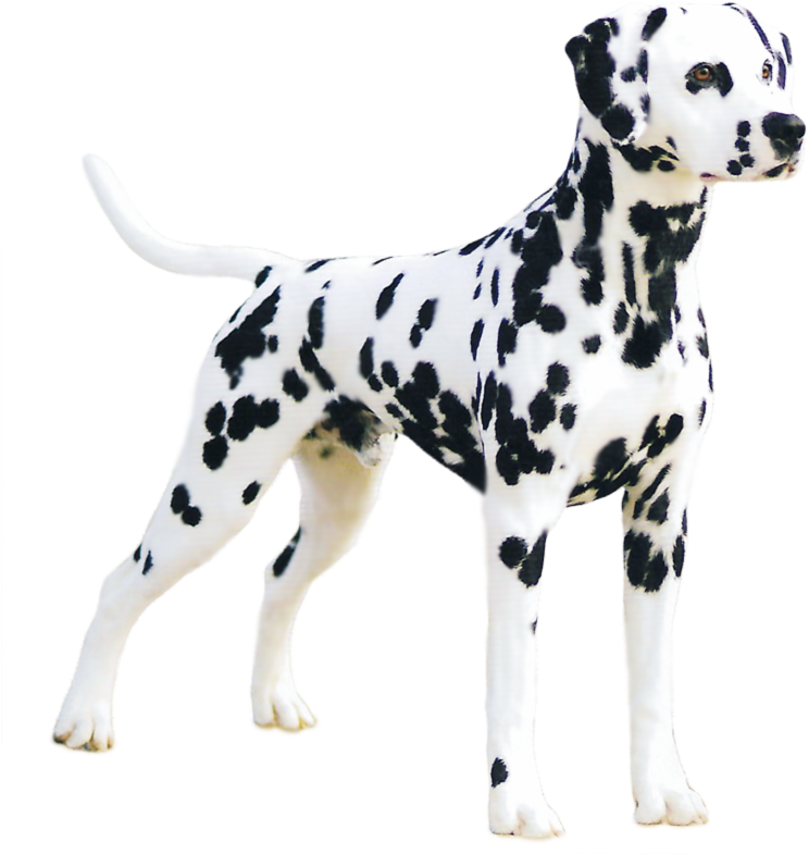 A Dog Standing With Black Spots