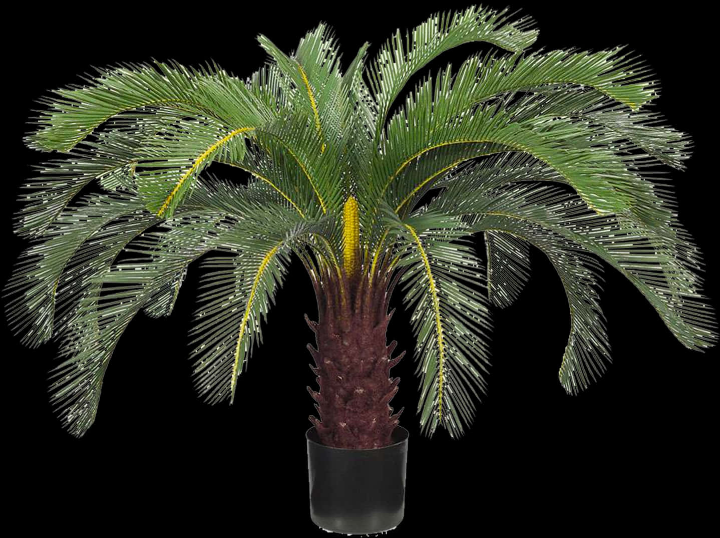 A Palm Tree In A Pot