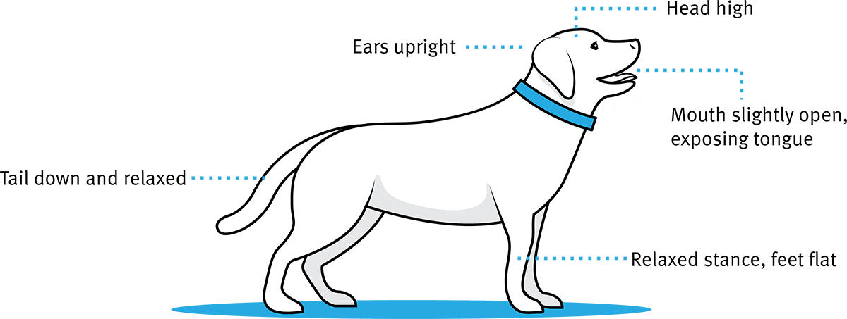 A White Dog With A Blue Collar