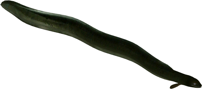 A Green Worm On A Black Background