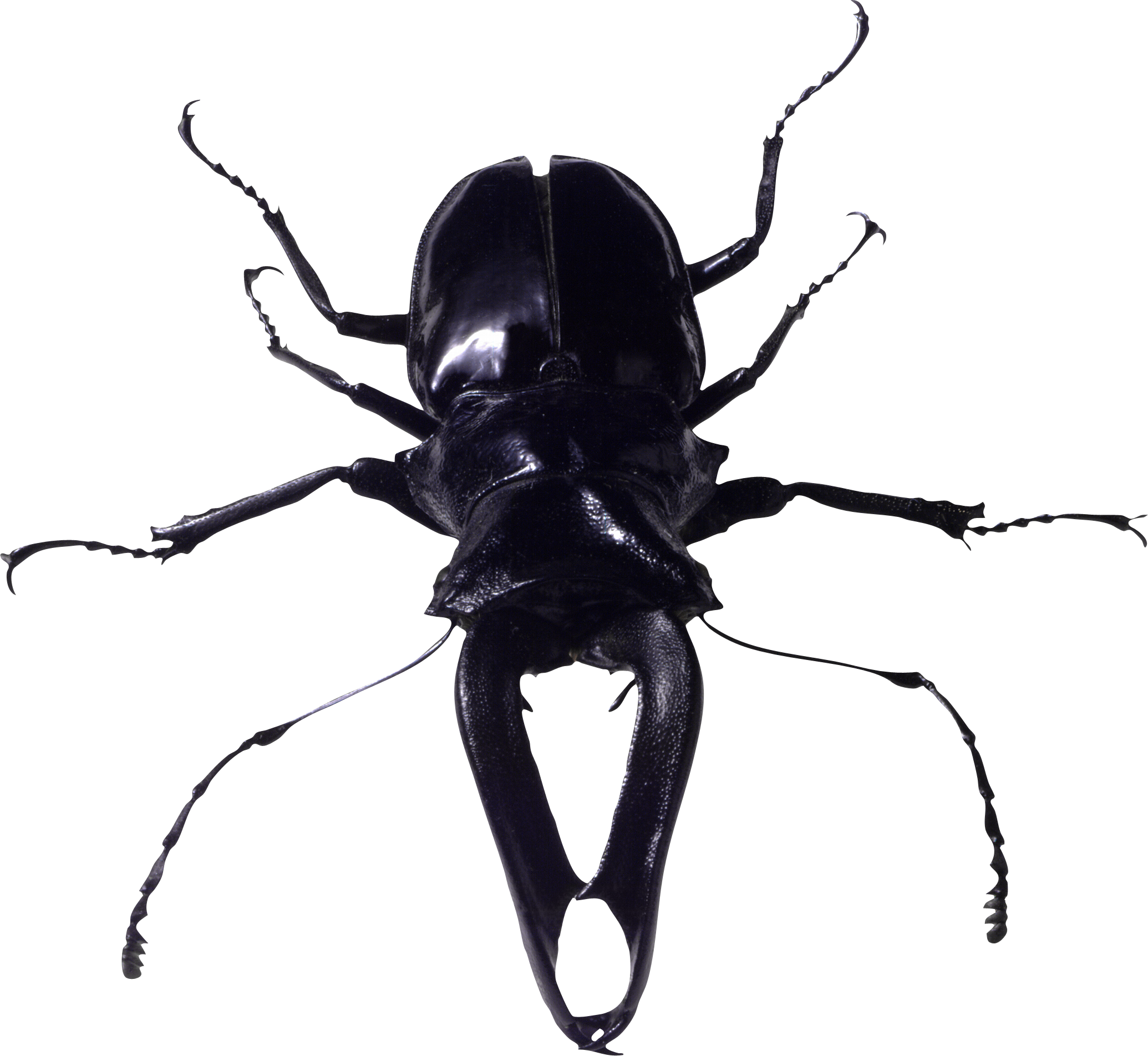 A Black Beetle With Long Legs