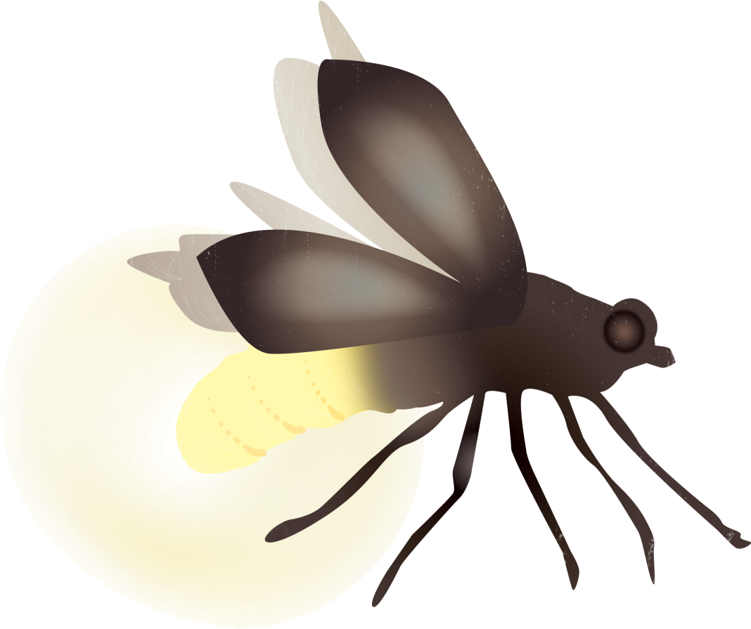 A Bug On A Shell