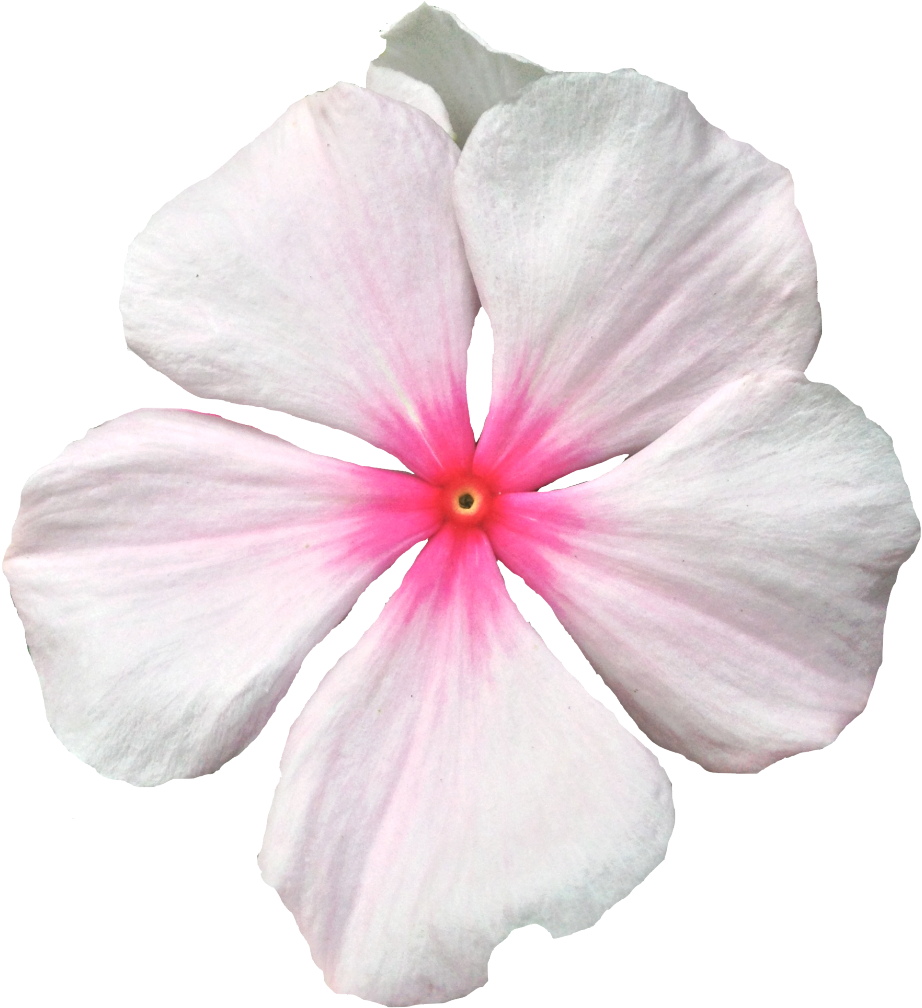 A Close Up Of A Flower