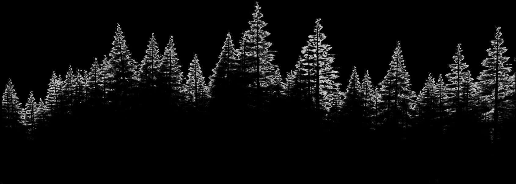 A Group Of Trees In The Dark