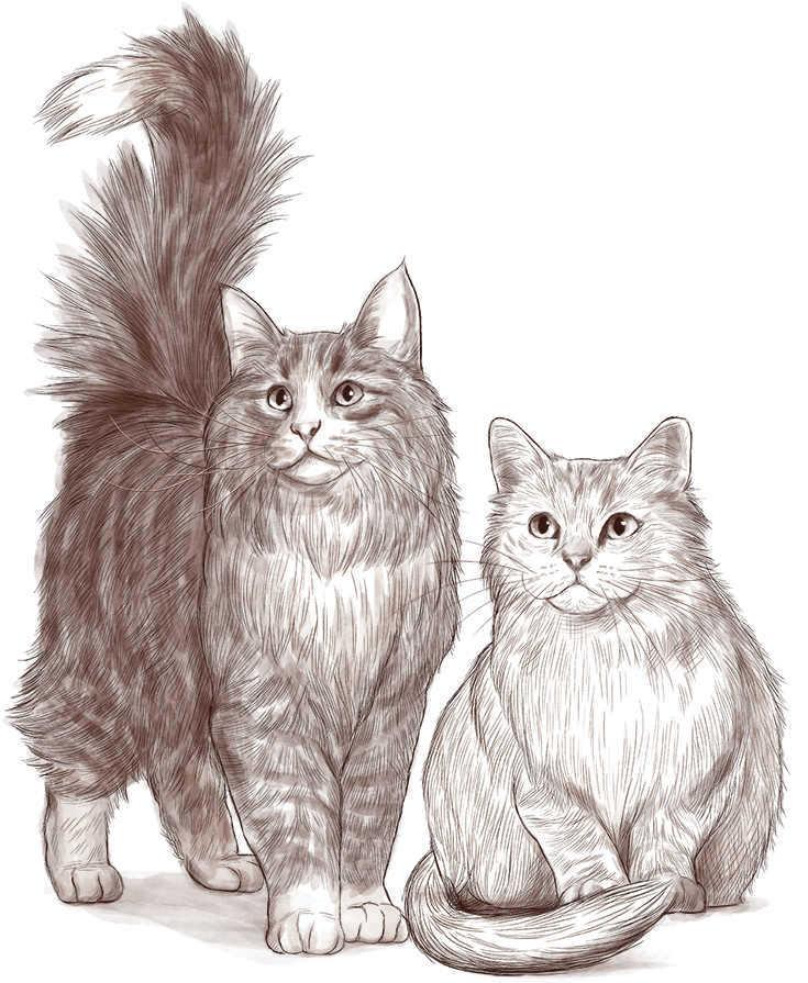 A Couple Of Cats On A Black Background