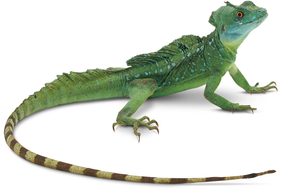 A Green Lizard With Blue Spots