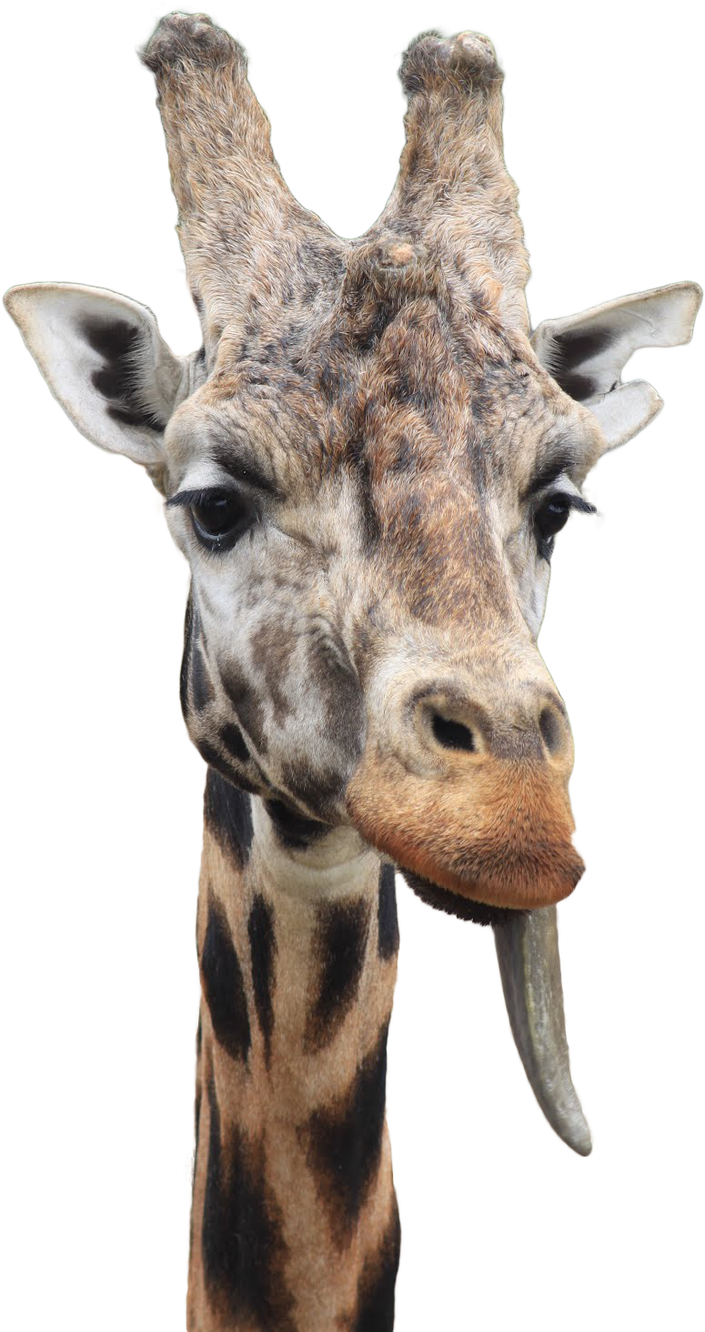 A Giraffe With Its Tongue Out