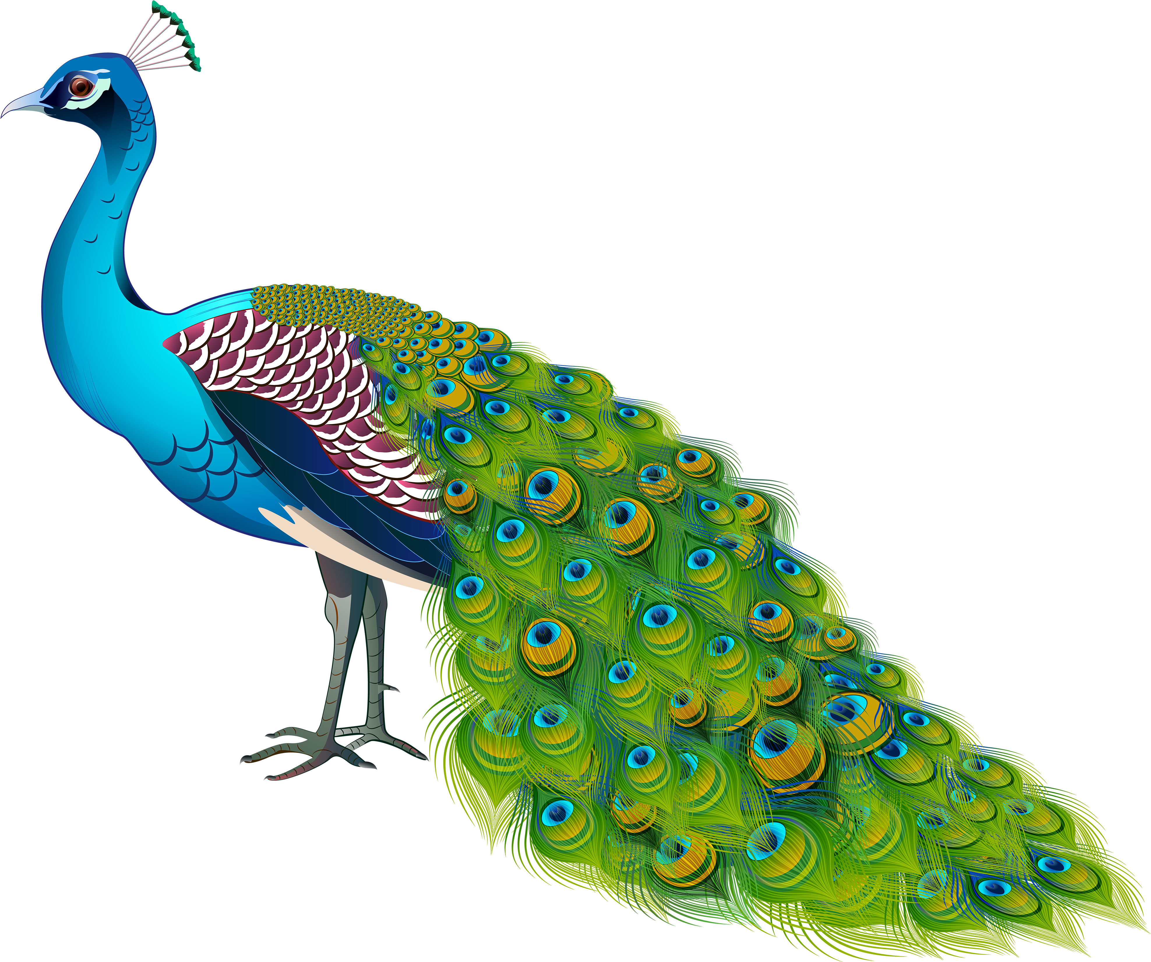 A Blue And Green Peacock With A Black Background