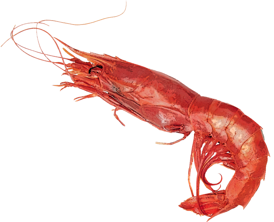 A Red Shrimp With Long Tails