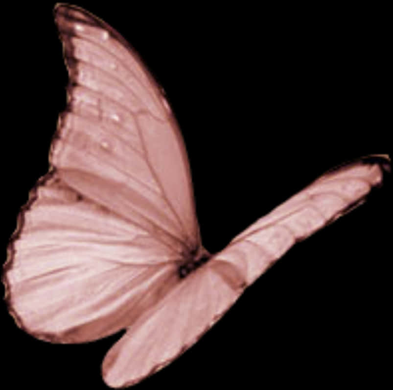 A Butterfly With Wings Spread