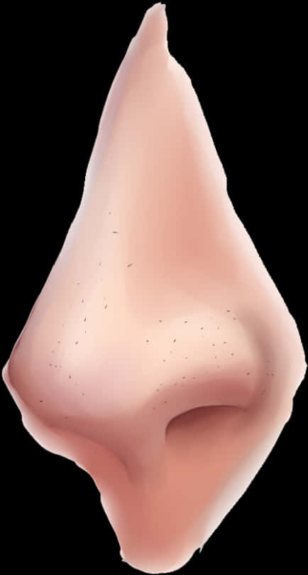A Close-up Of A Nose