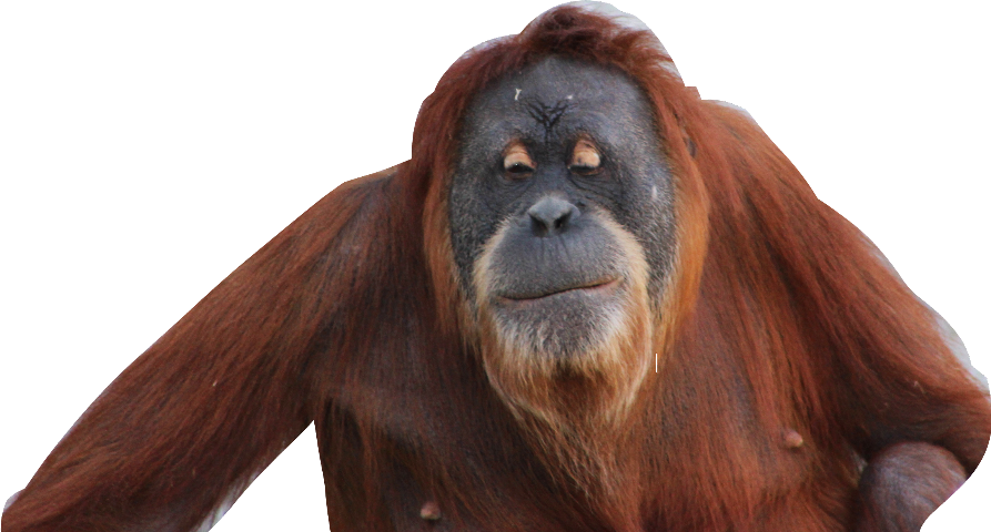 A Close Up Of An Orangutan