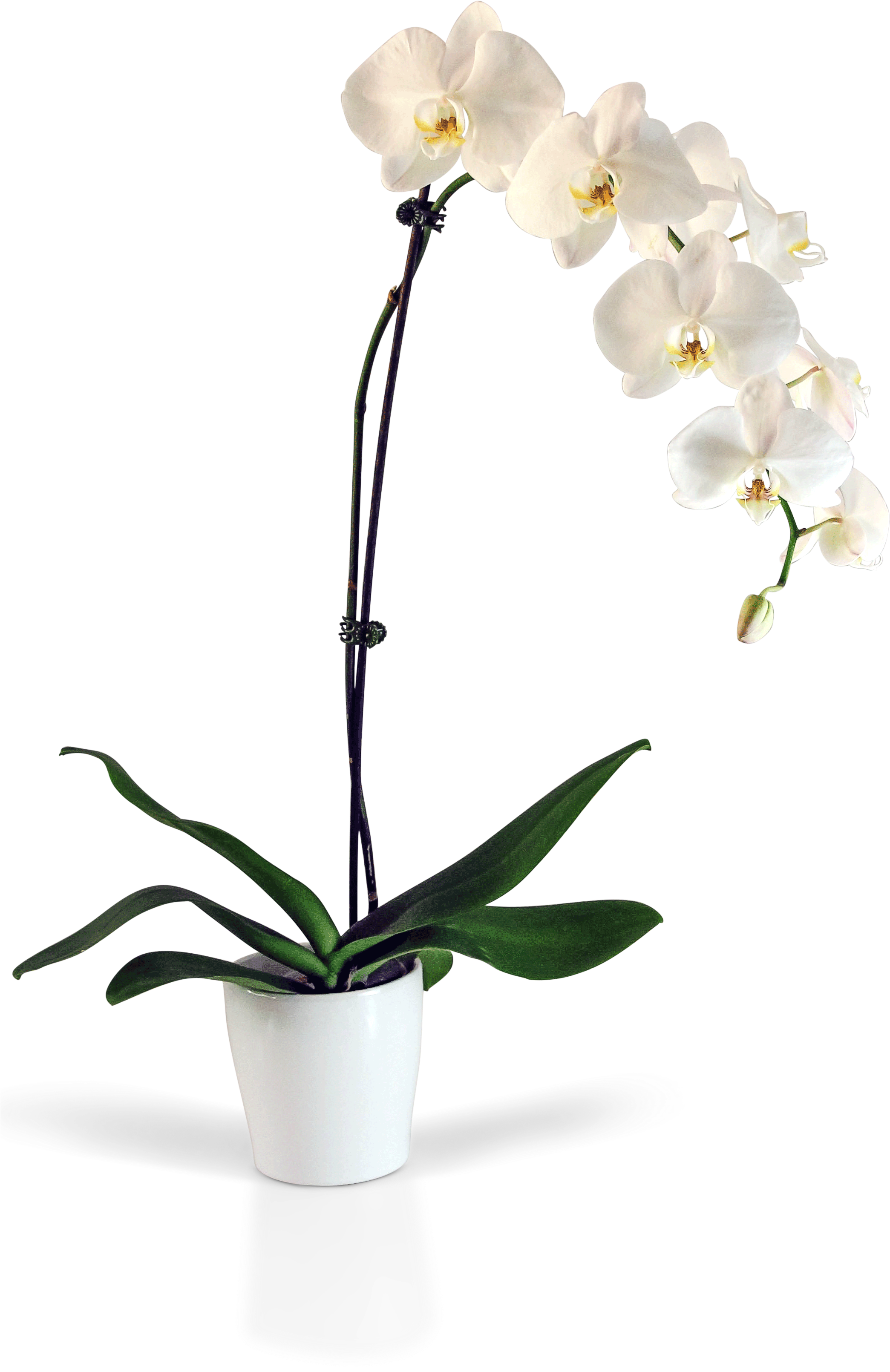 A White Orchid In A White Pot