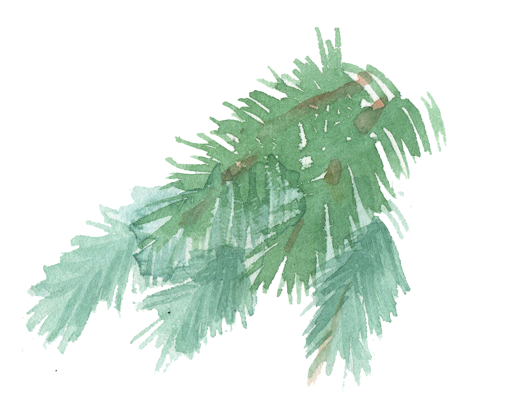 A Green And White Pine Tree Branch