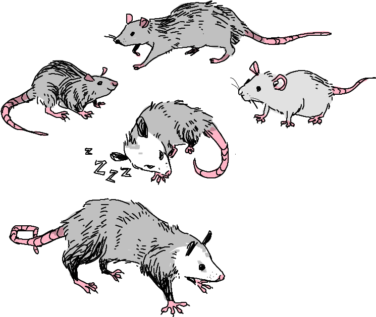 A Group Of Rats With Long Tails