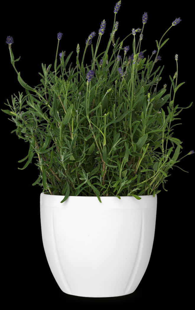 Lavender In White Flower Pot