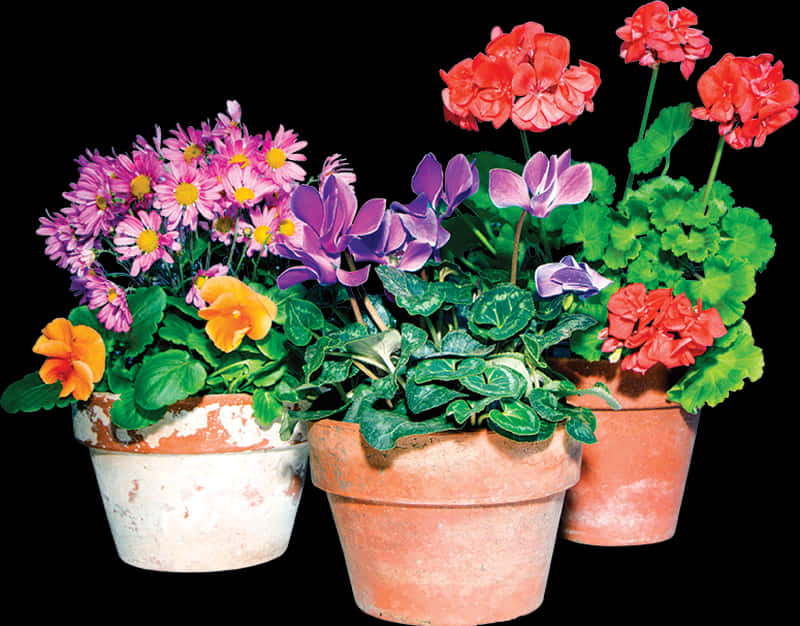 Three Flower Pot