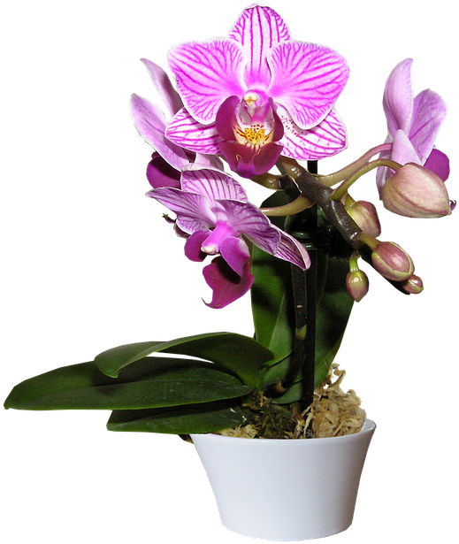 A Purple And White Orchid In A White Pot