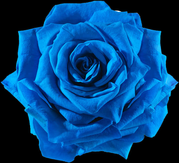A Close Up Of A Blue Rose
