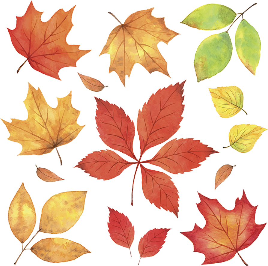 A Group Of Colorful Leaves