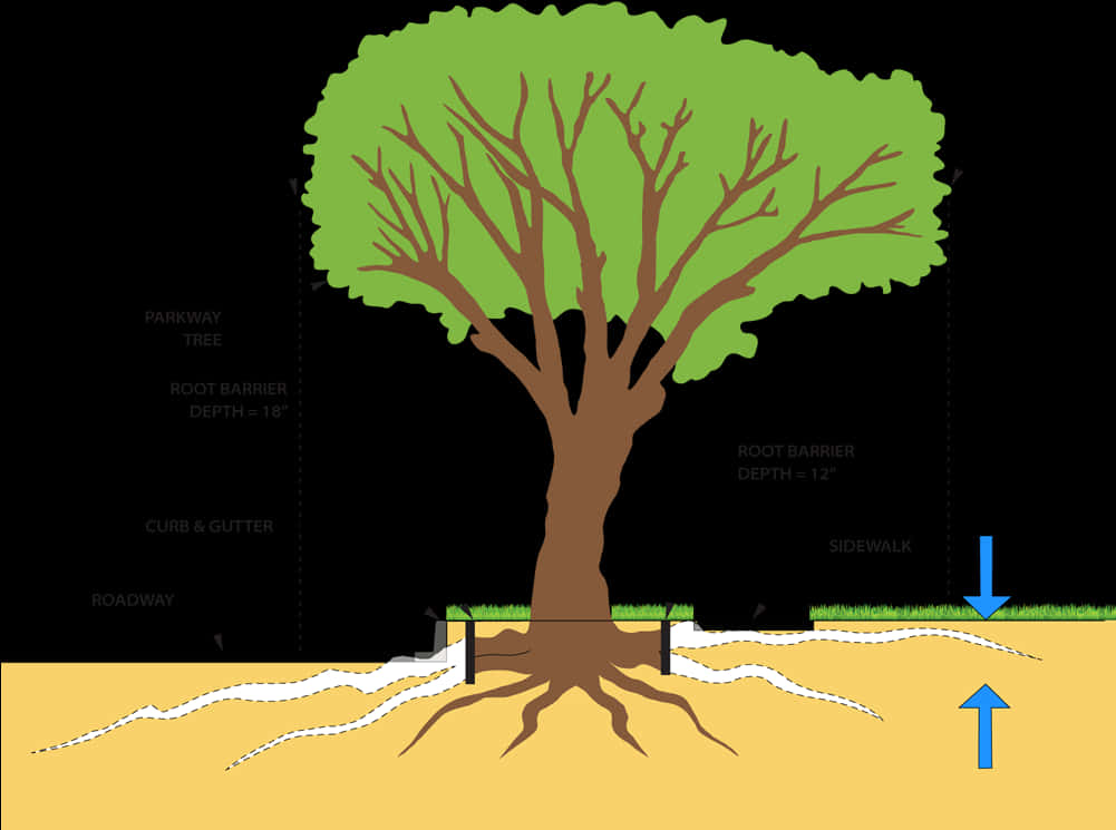 Transparent Roots Png - Maple Tree Roots System, Png Download