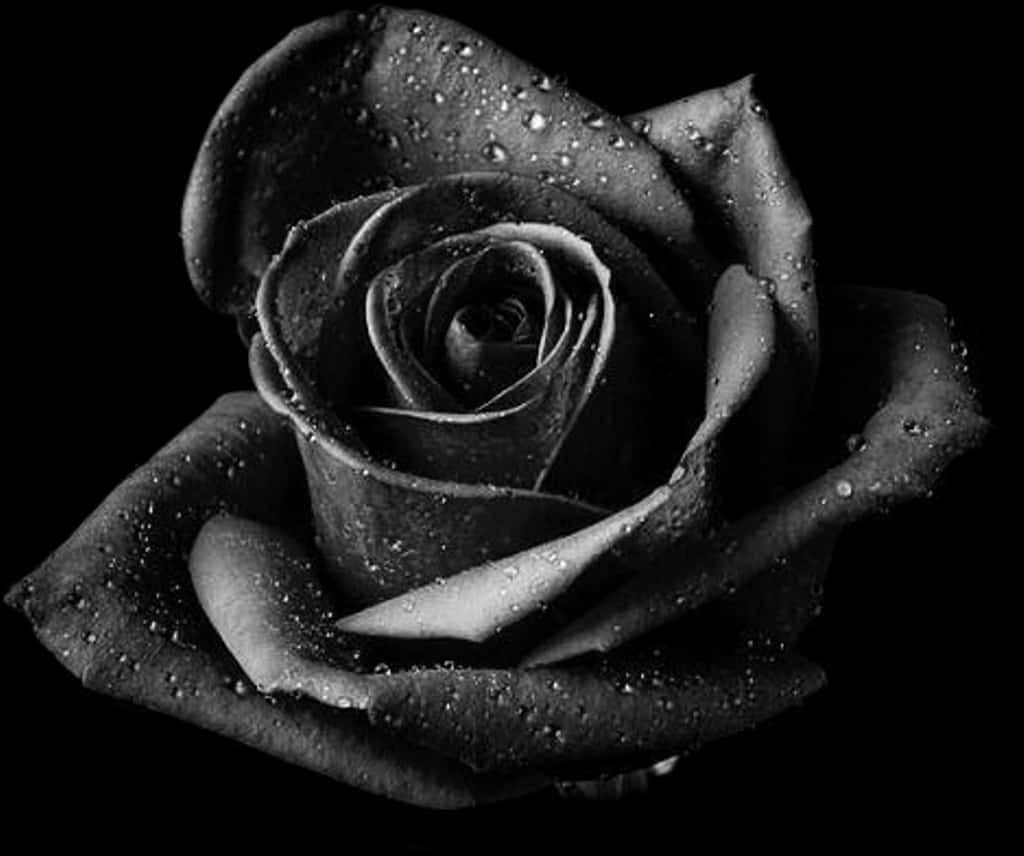 A Black Rose With Water Drops