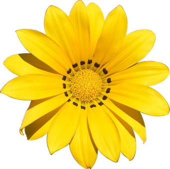 A Yellow Flower With Black Center