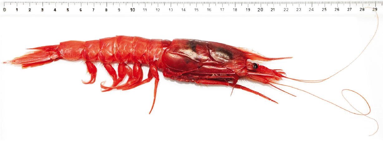 A Red Shrimp With A Ruler