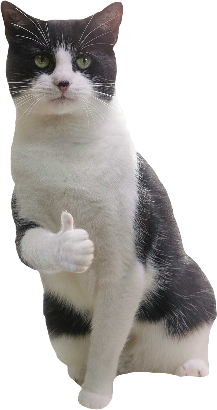 Cat Meme Giving Thumbs Up