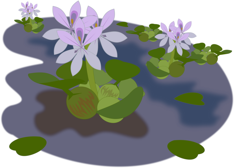 Transparent Water Clip Art - Water Hyacinth Clipart, Hd Png Download