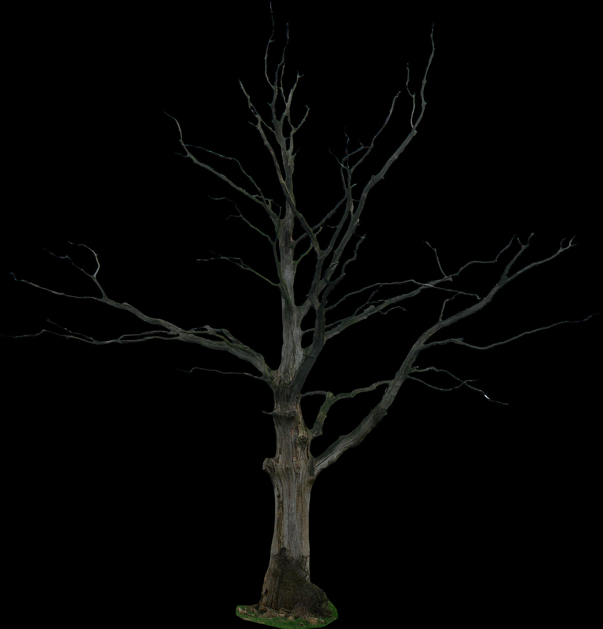 Tree Png 1930 X 2013