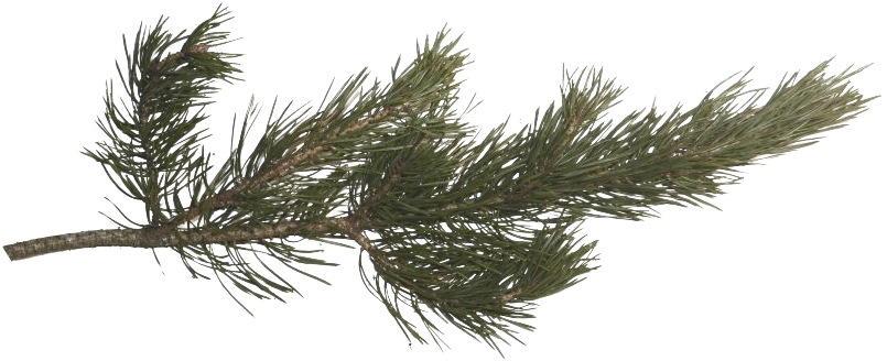 A Close Up Of A Pine Branch