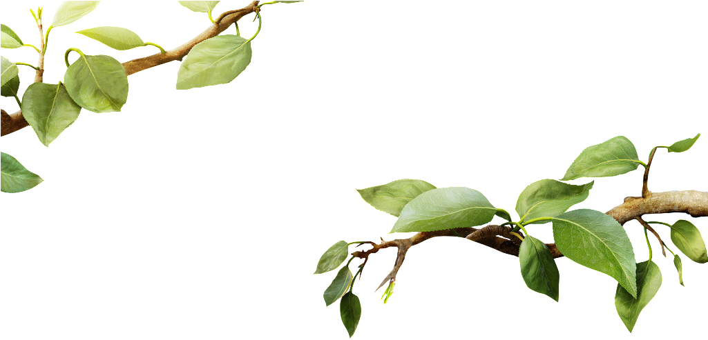 A Branch With Leaves On It