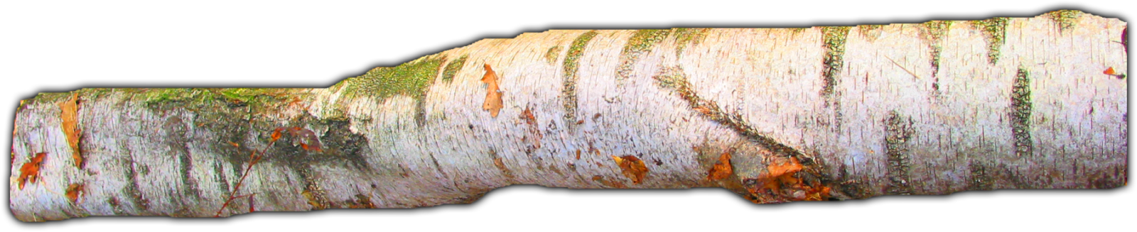 A Close-up Of A Tree Trunk