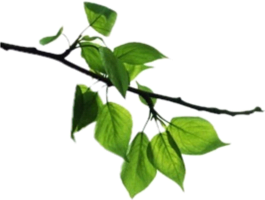 A Close-up Of A Branch With Leaves