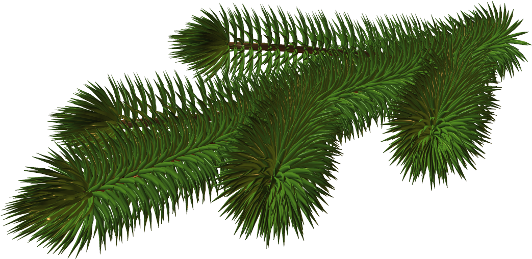 A Green Pine Tree Branch
