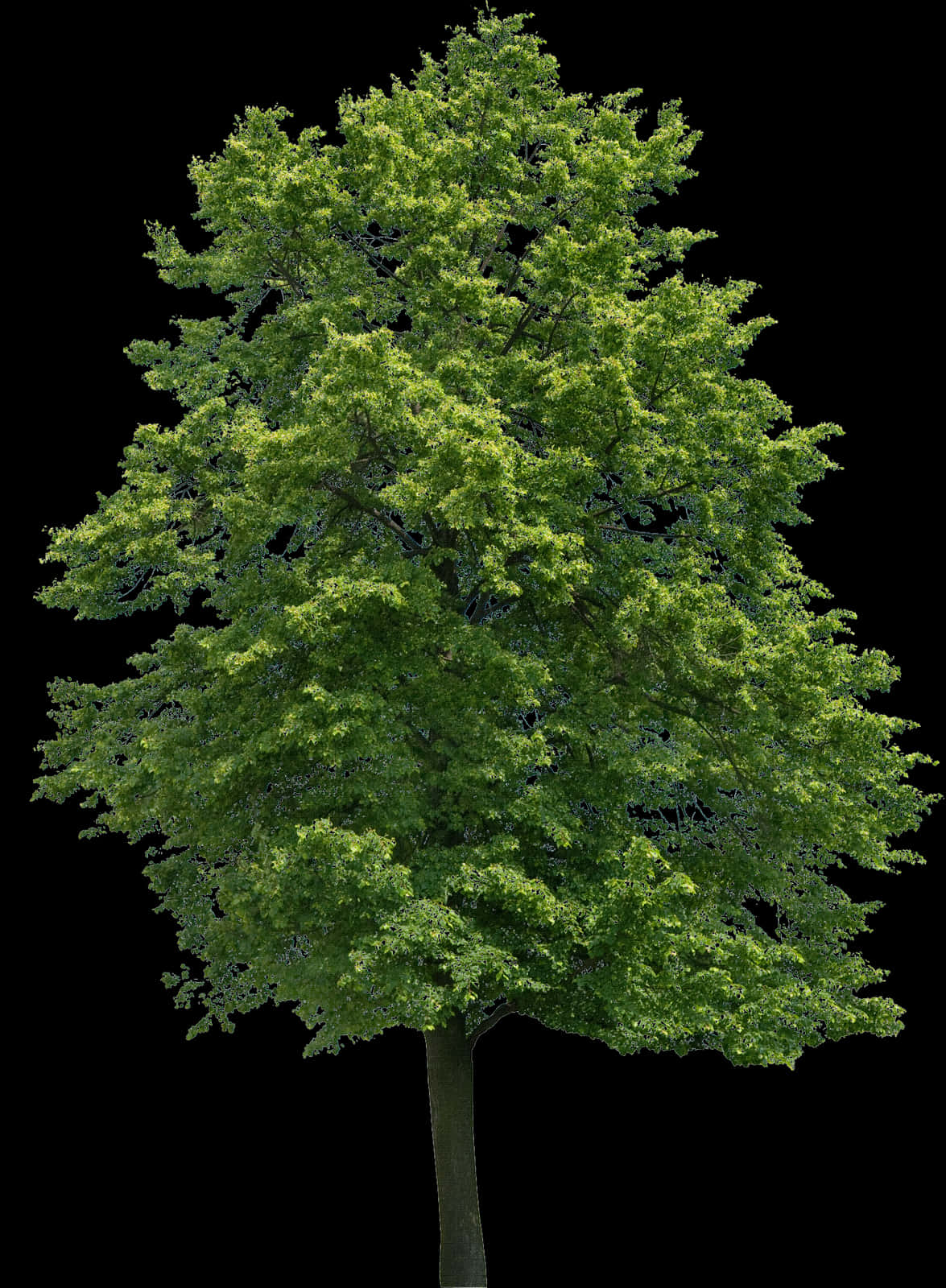 Tree Png 1175 X 1600