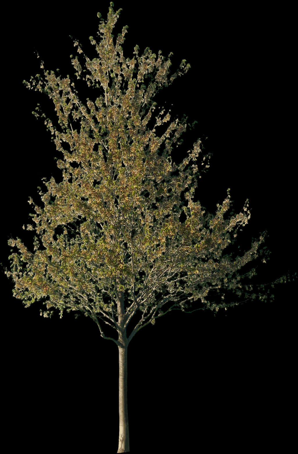 Tree Png 1026 X 1559