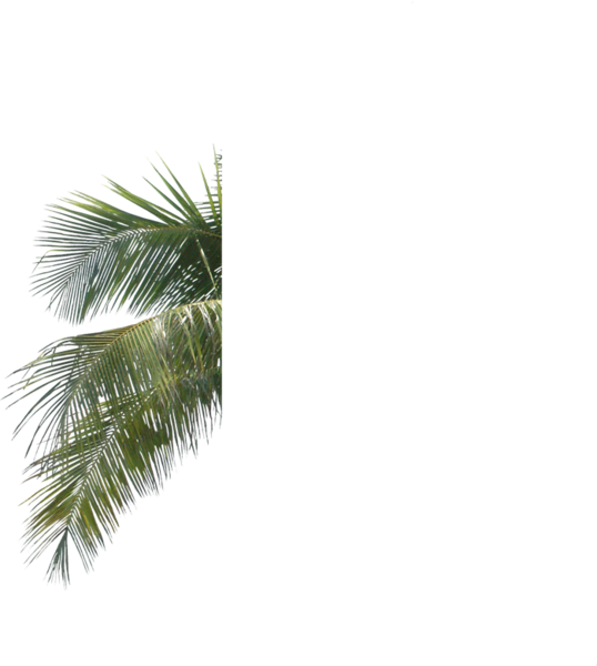 A Palm Tree With A Black Background