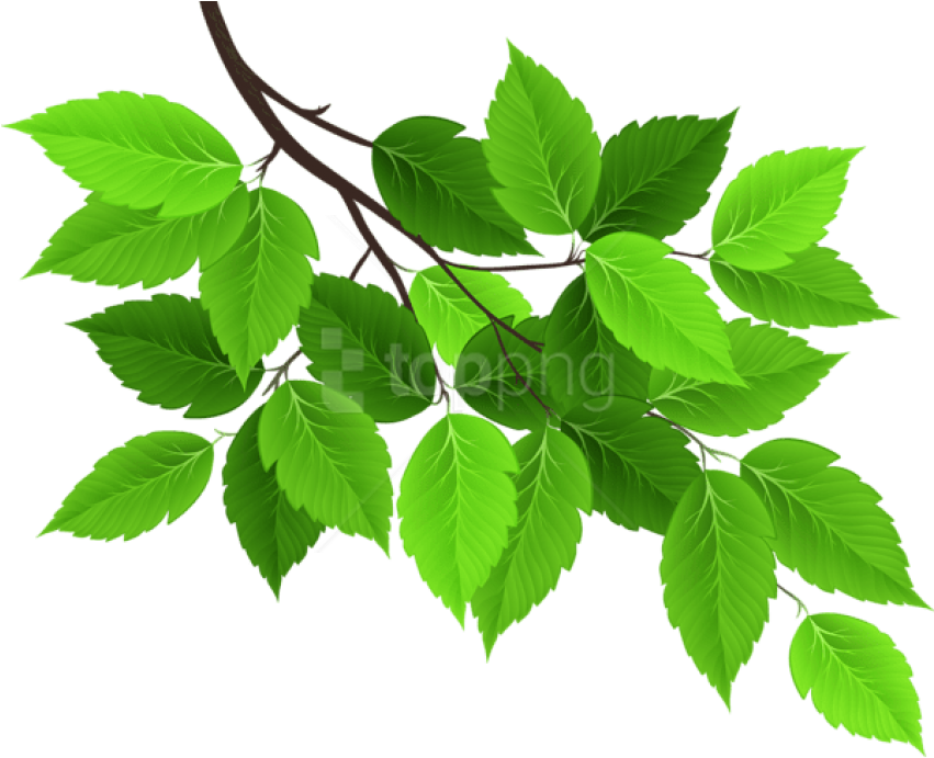 A Green Leaves On A Branch
