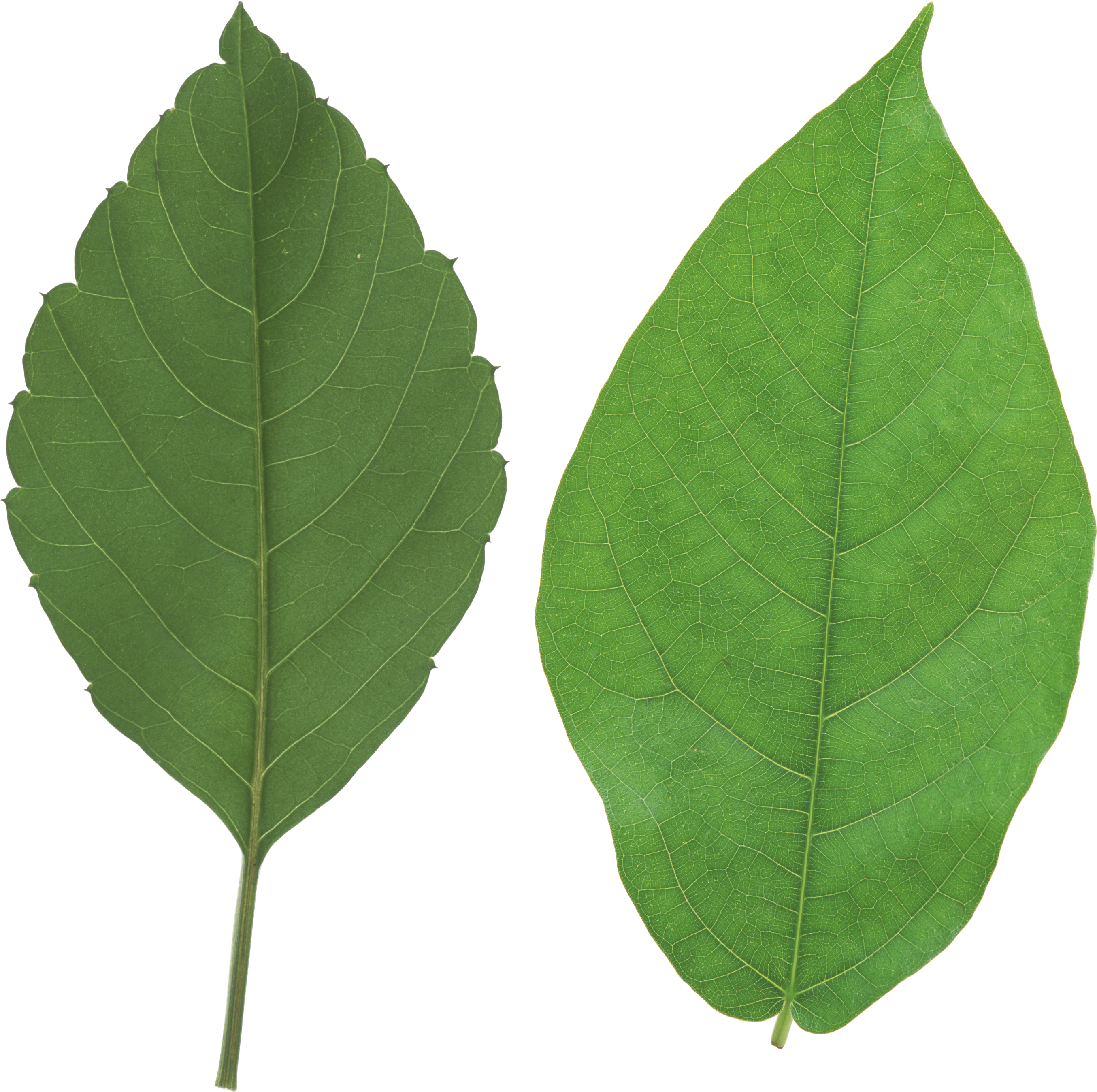 Two Tree Leaves