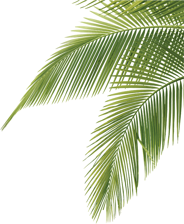Download A Close Up Of A Palm Tree [100% Free] - FastPNG
