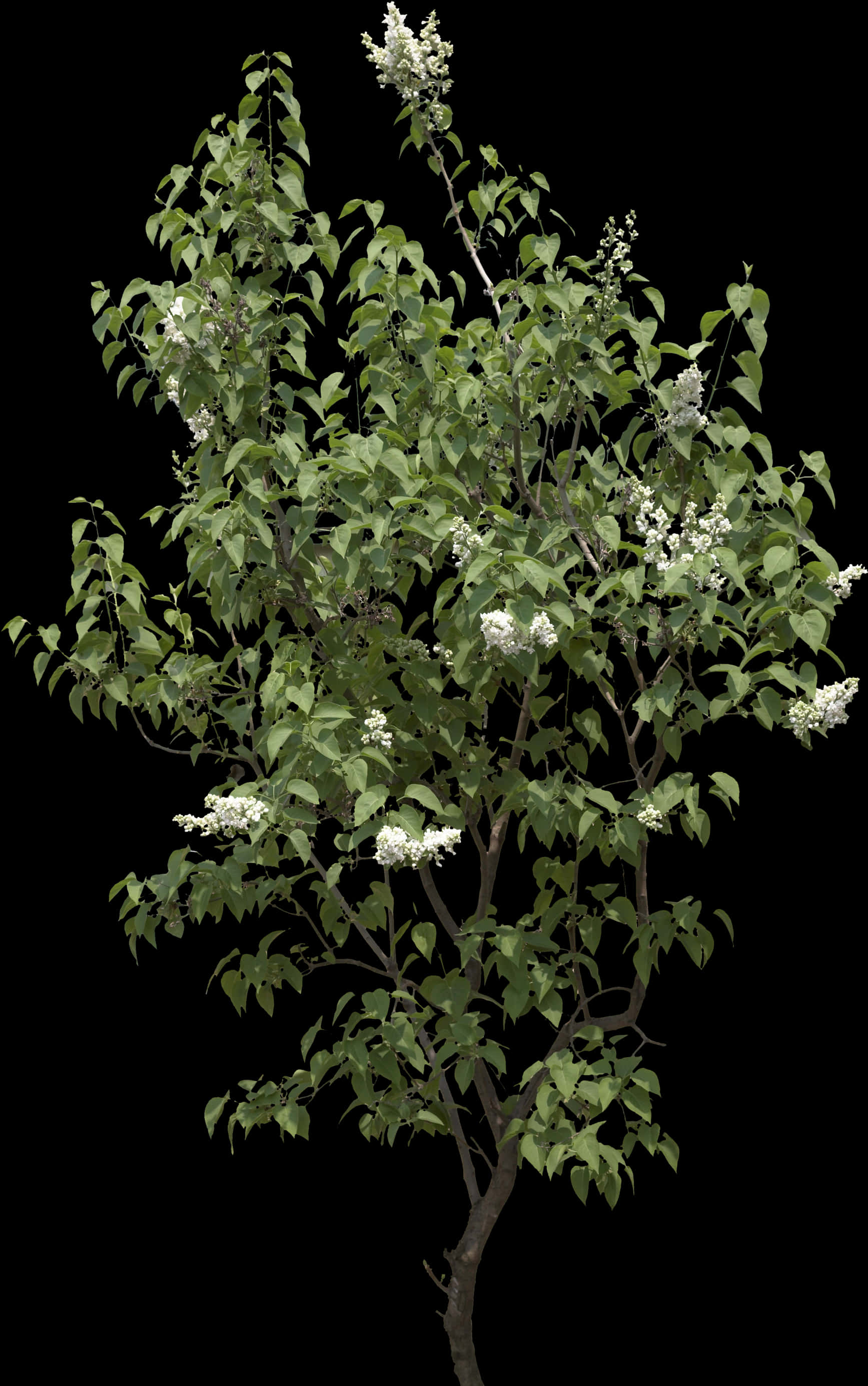A Tree With White Flowers