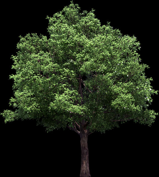 A Tree With Green Leaves